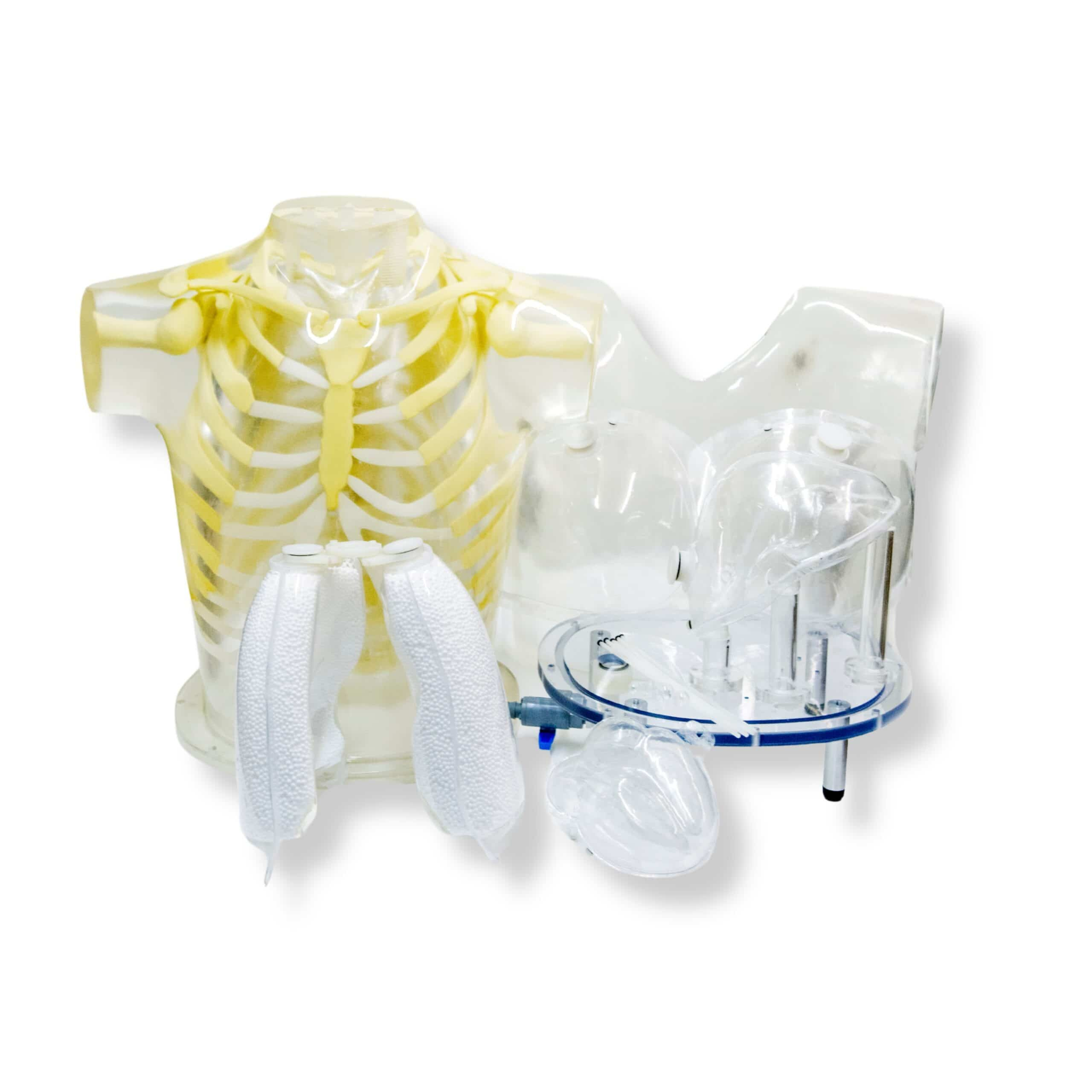 RSD Heart & Thorax Phantom, shown for health physics